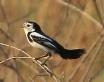 [Cock-tailed Tyrant]