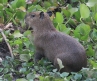 [Capybara]