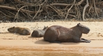 [Capybara]
