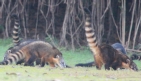 [South American Coatamundi]