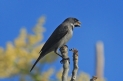 [Double-collared Seedeater]