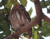 [Ferruginous Pygmy Owl]