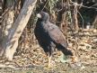 [Great Black Hawk]