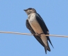 [Gray-breasted Martin]