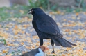 [Giant Cowbird]