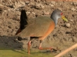 [Gray-necked Wood-Rail]