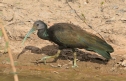 [Green Ibis]