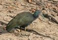 [Green Ibis]