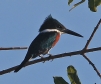 [Green Kingfisher]