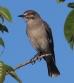 [Gray Monjita]