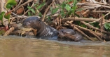[Giant River Otter]
