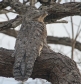 [Great Potoo]