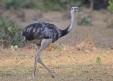 [Greater Rhea]