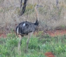 [Greater Rhea]