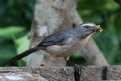 [Grayish Saltator]