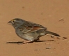 [Grassland Sparrow]