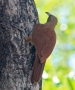 [Great Rufous Woodcreeper]