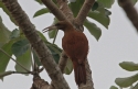 [Great Rufous Woodcreeper]