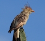 [Guira Cuckoo]