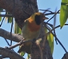 [Guira Tanager]