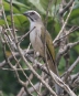 [Green-winged Saltator]