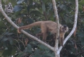 [Hooded Capuchin]