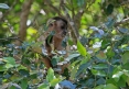 [Hooded Capuchin]