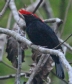 [Helmeted Manakin]