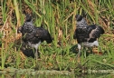 [Horned Screamer]