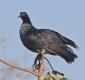 [Horned Screamer]