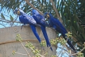 [Hyacinth Macaw]