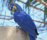 [Hyacinth Macaw]