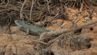 [Iguana]