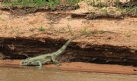 [Iguana]