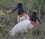 [Jabiru]
