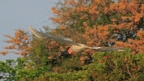 [Jabiru]