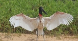 [Jabiru]