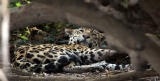 [Jaguar]