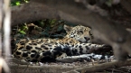 [Jaguar]