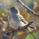 [Large Elaenia]
