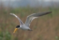 [Large-billed Tern]