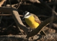 [Lesser Kiskadee]