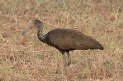 [Limpkin]