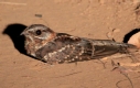 [Little Nightjar]