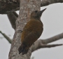 [Little Woodpecker]