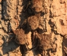 [Long-nosed Bat]