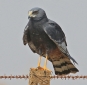 [Long-winged Harrier]
