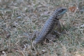 [Collared Lizard]