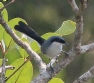 [Masked Gnatcatcher]