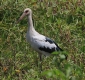 [Maquari Stork]